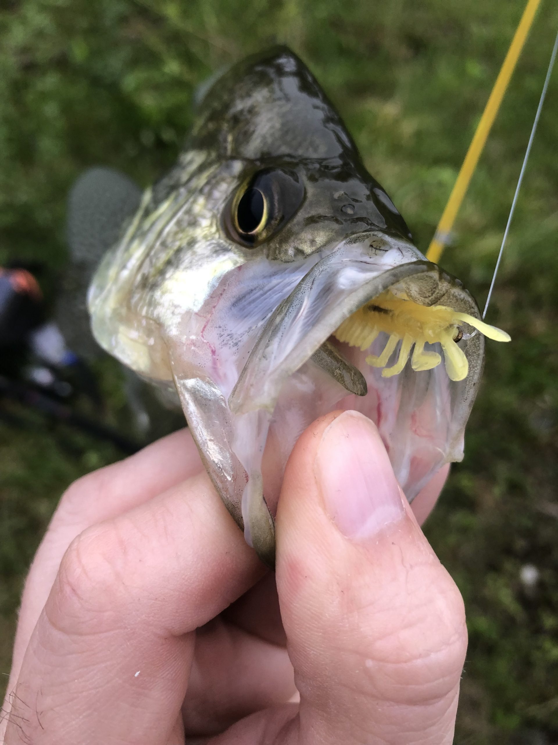 https://www.delonglures.com/wp-content/uploads/2021/07/IMG_9108-scaled.jpg