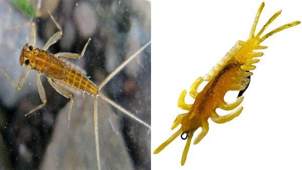 DeLong Mayfly Nymph Lure Next to Real Mayfly – Realistic Soft Plastic Bug Imitation