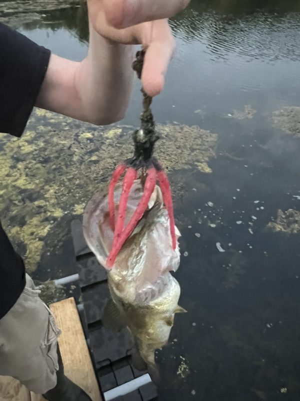 big bass caught on the squirm bass fishing jig