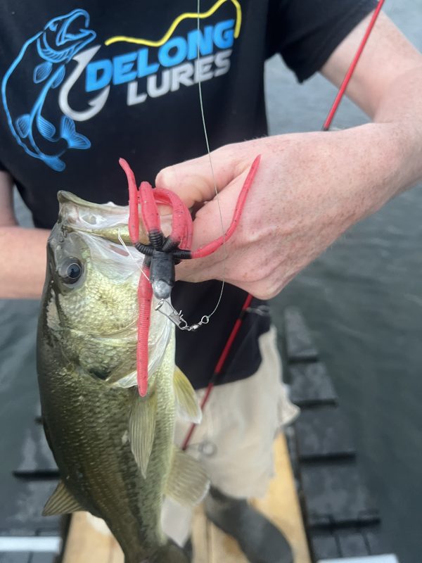 big bass caught on the squirm bass fishing jig