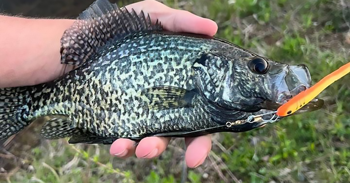 Catch More Crappie with the Delong Medium Tadpole