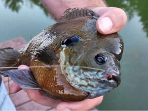 best bluegill lure, bluegill with ant lure