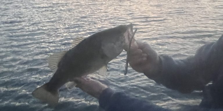 Buy DELONG LURES - Insect Fishing Lures Bug Lures Soft Plastic Fishing  Lures for Panfish, Fishing Lures for Bluegill and Ice Fishing Lures Online  at desertcartIreland